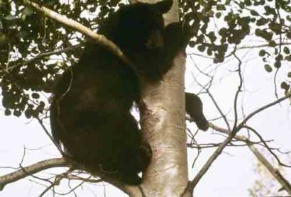 bear in tree.jpg